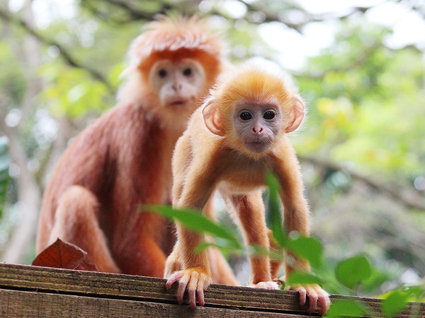 Image of a Javan Langur found at River Safari